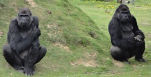 MS ZOO gorilles