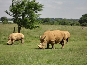 MS ZOO rhinocéros
