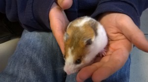 iris hamster (3)