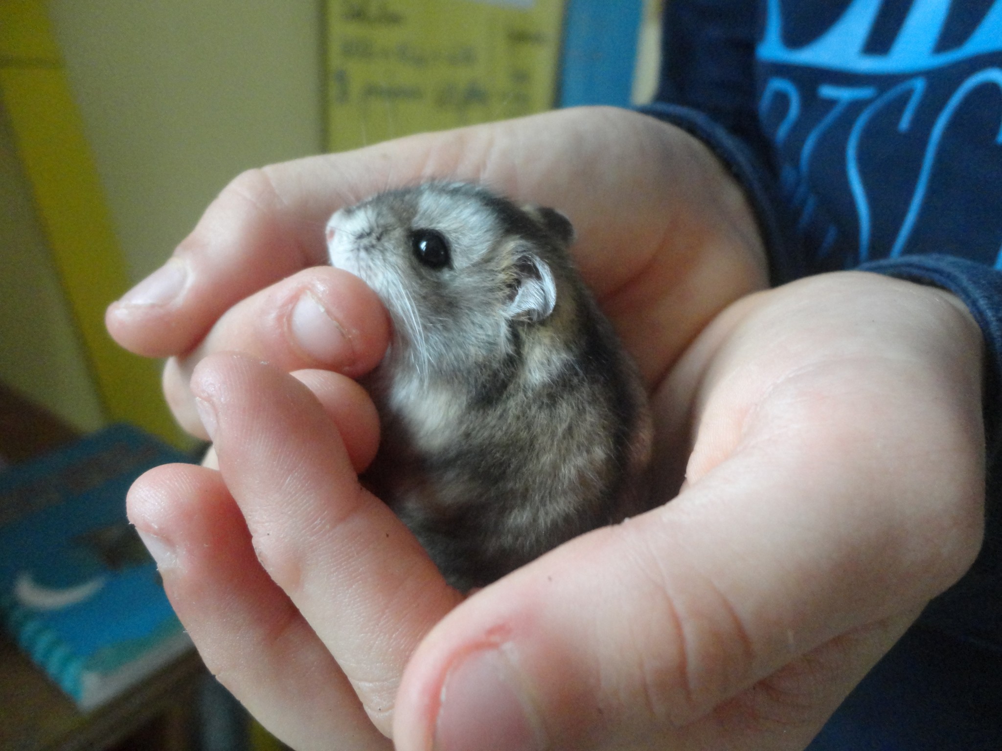 Cannelle Notre Hamster Russe